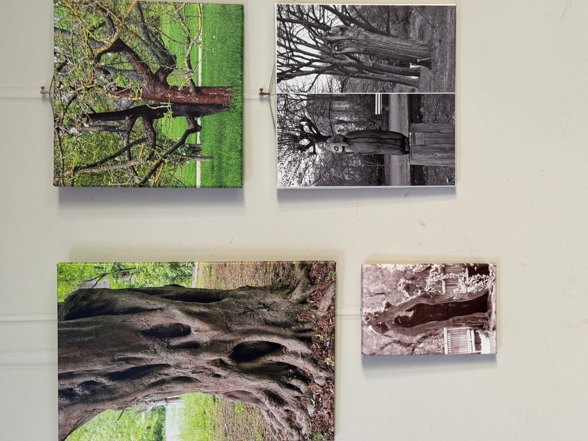 Baumbilder Diana Molnar